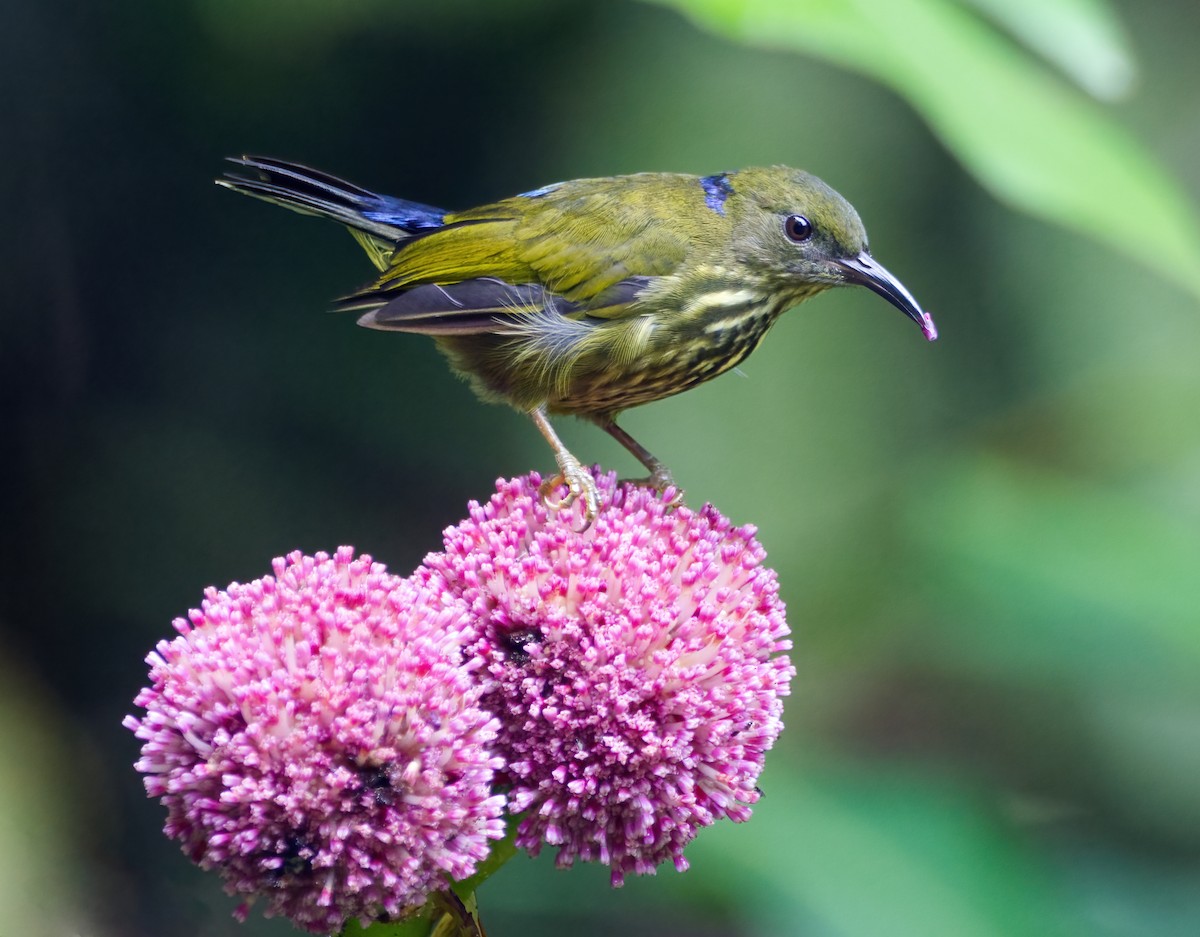 Purple-naped Spiderhunter - ML641313007