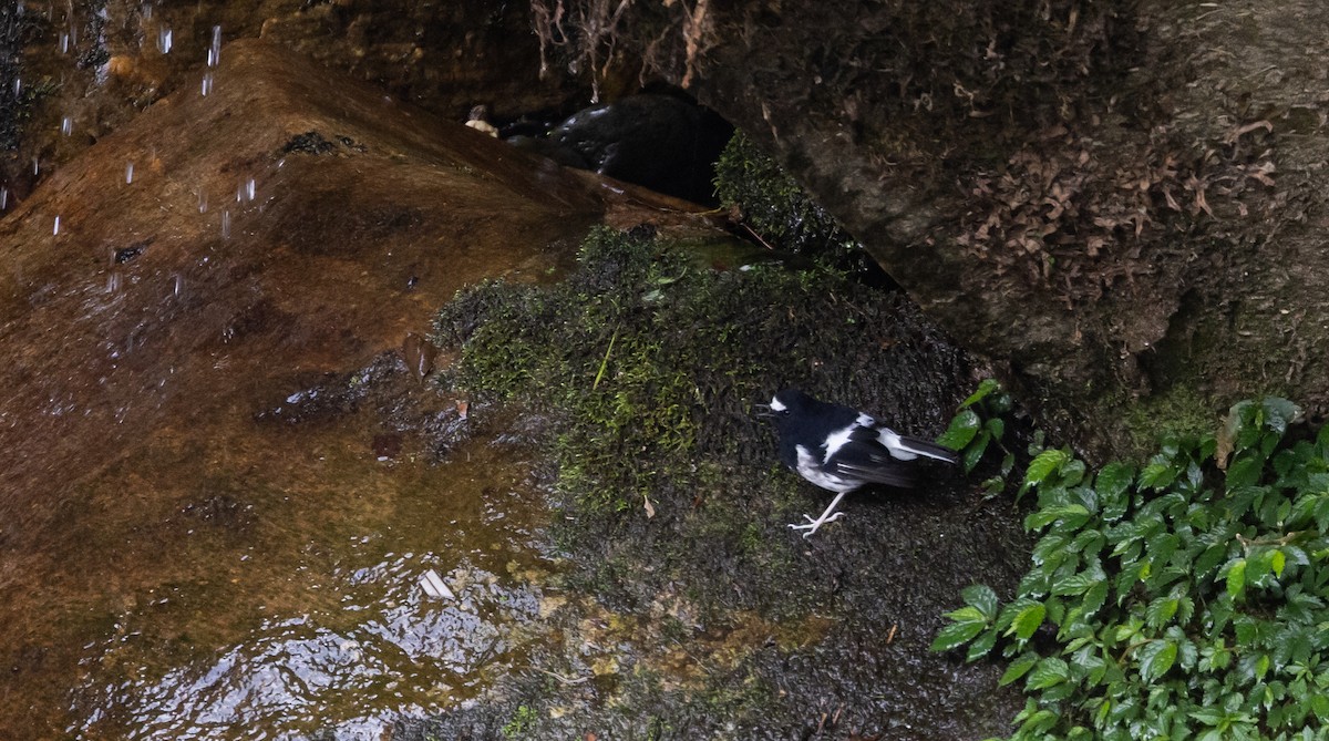 Little Forktail - ML641313013