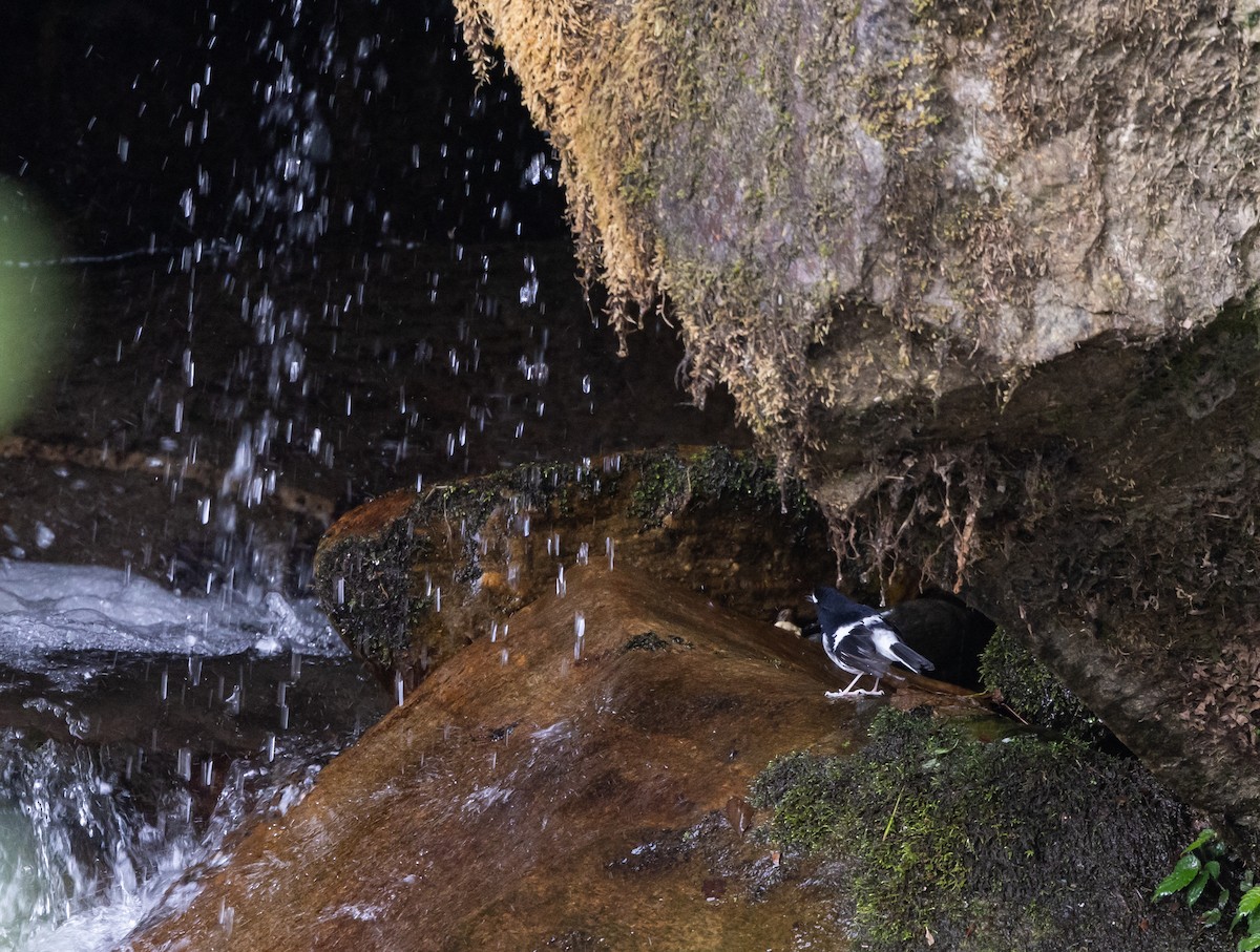 Little Forktail - ML641313019