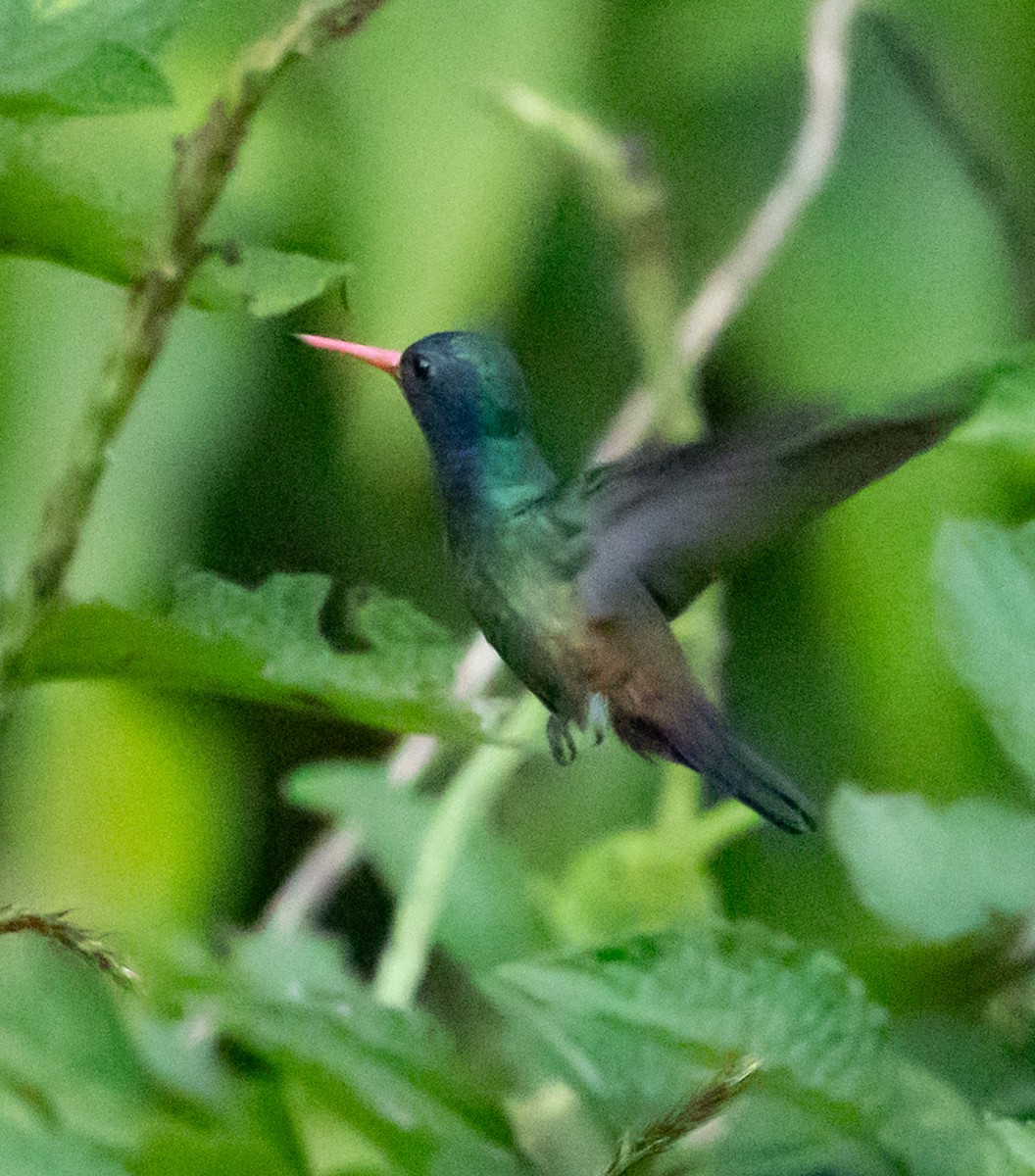 Weißkinn-Saphirkolibri - ML641313020