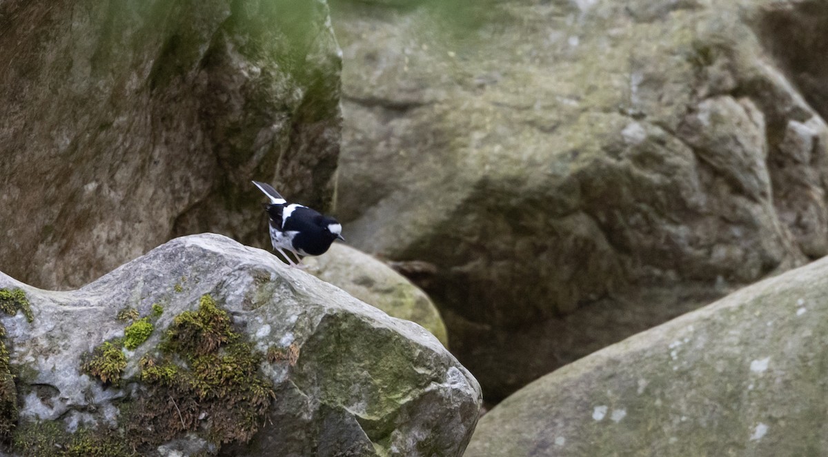 Little Forktail - ML641313021
