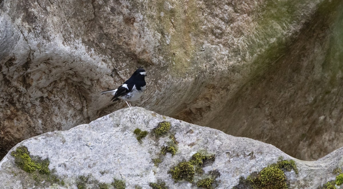Little Forktail - ML641313023
