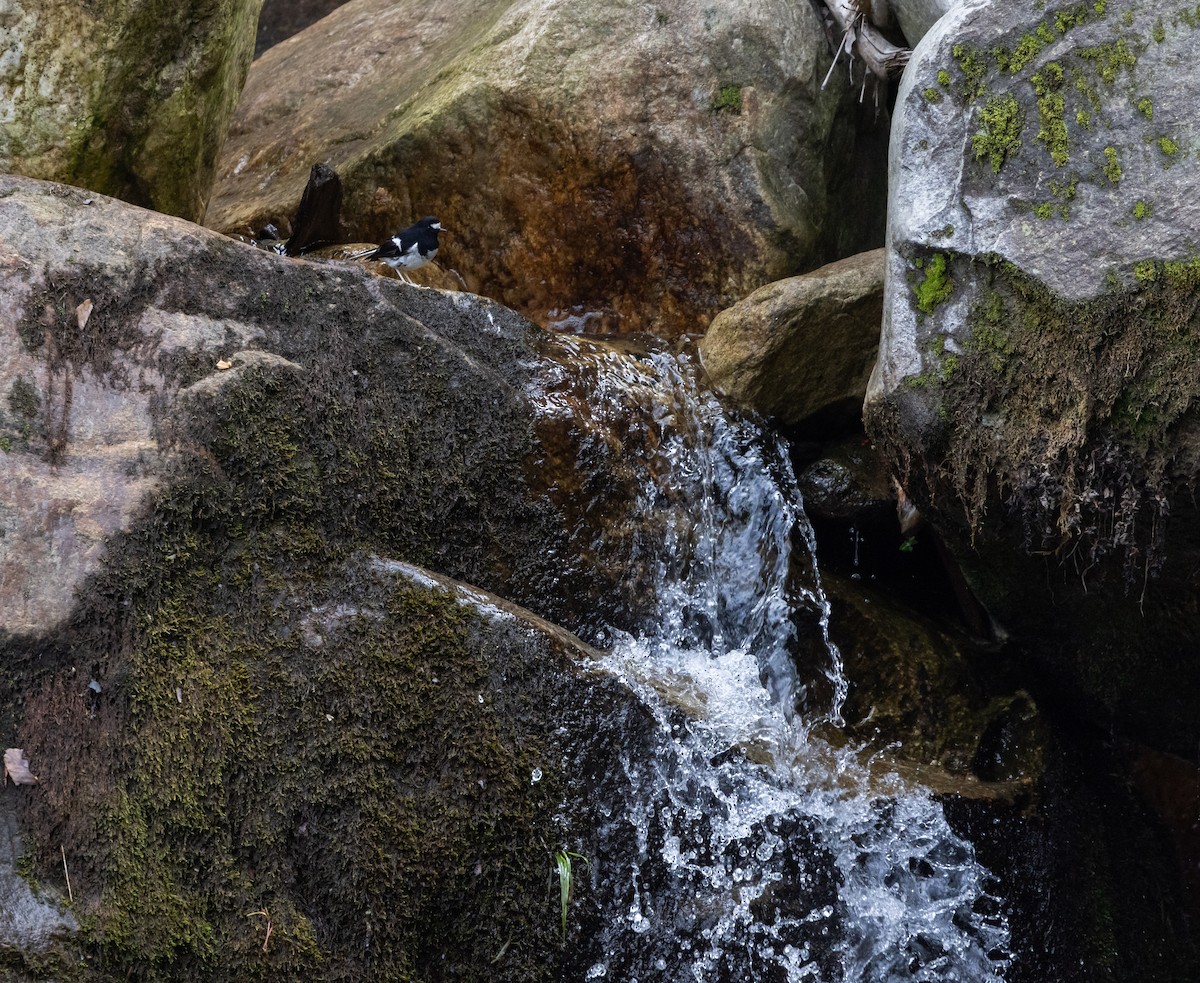 Little Forktail - ML641313028