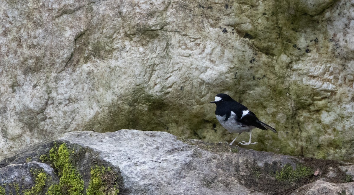 Little Forktail - ML641313031