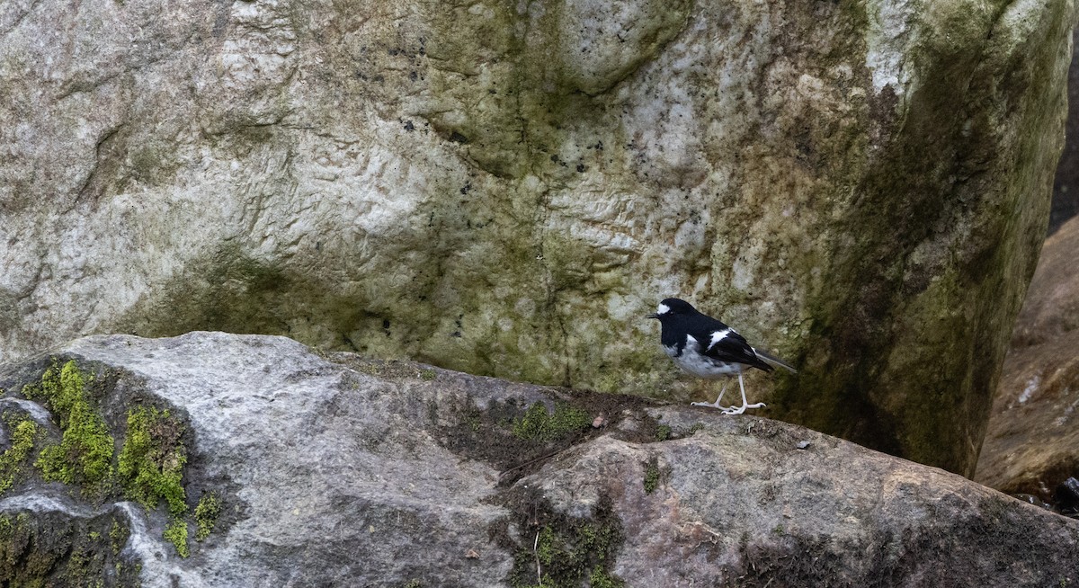 Little Forktail - ML641313032