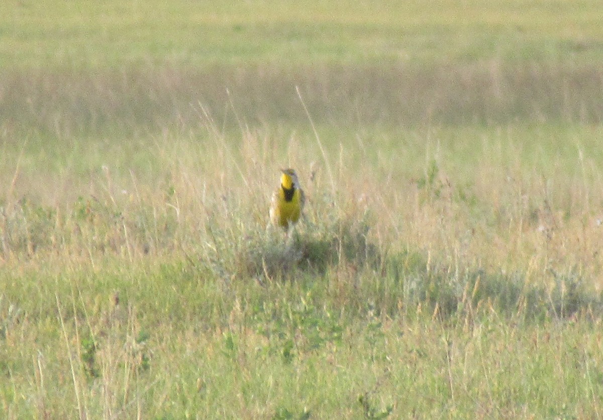 Шпаркос західний - ML641313035