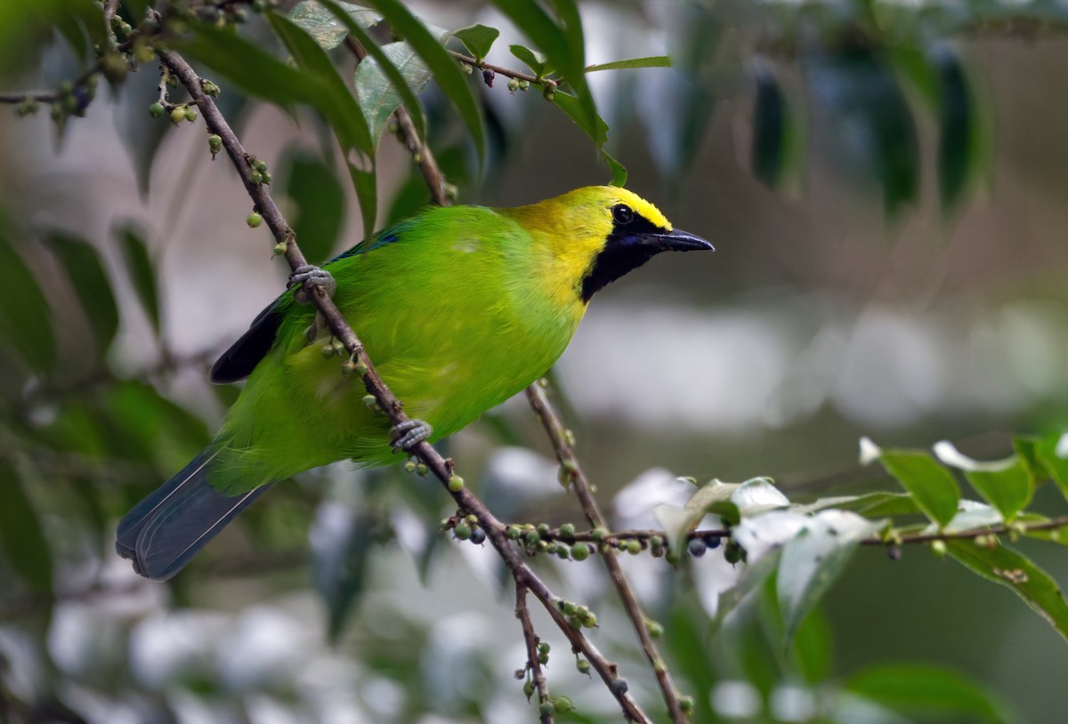 Blue-winged Leafbird - ML641313037