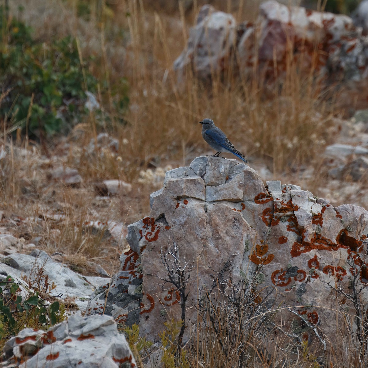 Mountain Bluebird - ML641313038