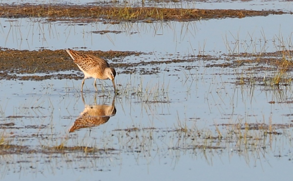 Short-billed Dowitcher - ML641313053