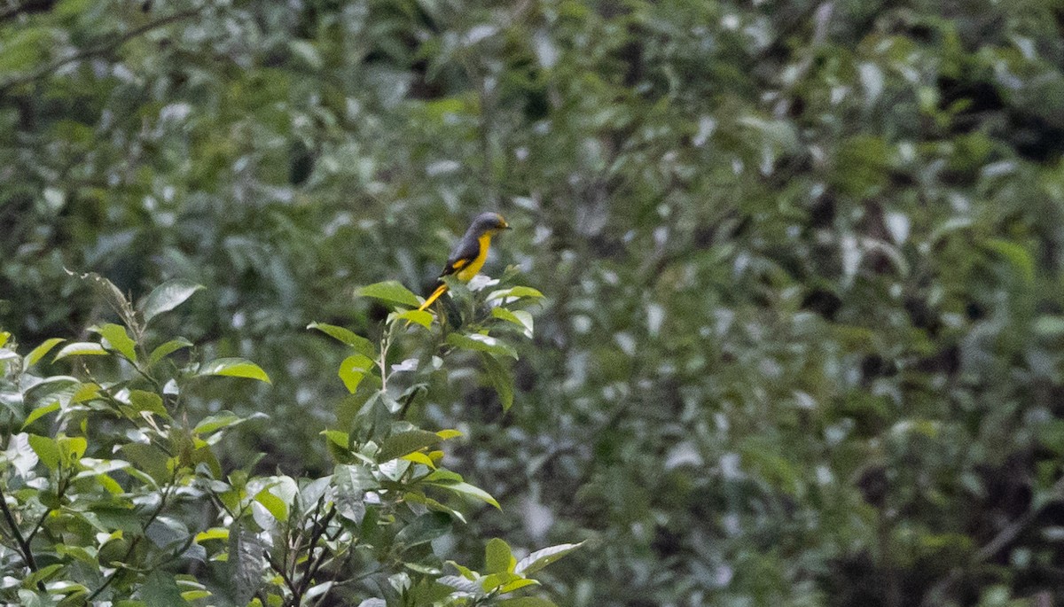 Long-tailed Minivet - ML641313076