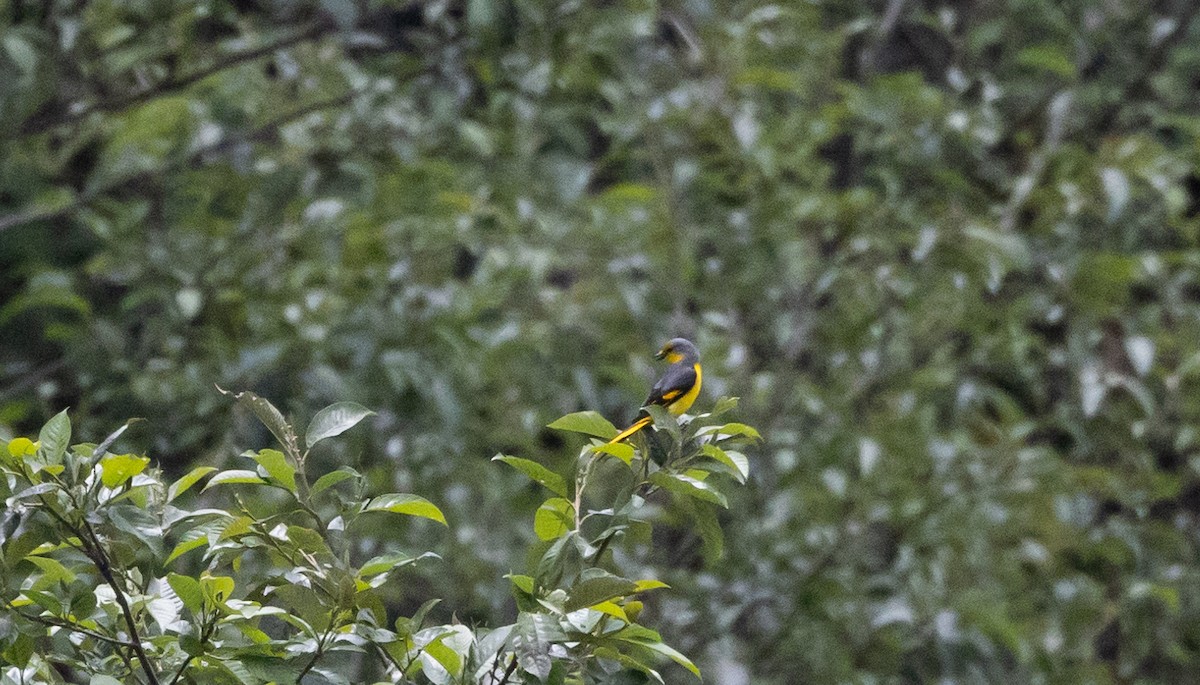 Long-tailed Minivet - ML641313077