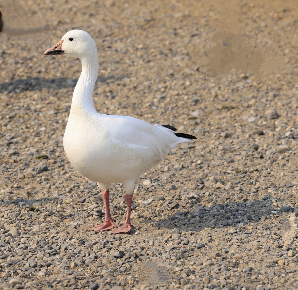 Snow Goose - ML641313116