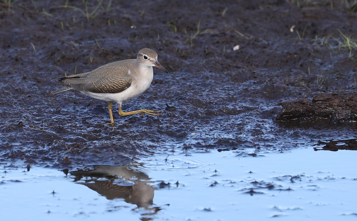 Spotted Sandpiper - ML641313121