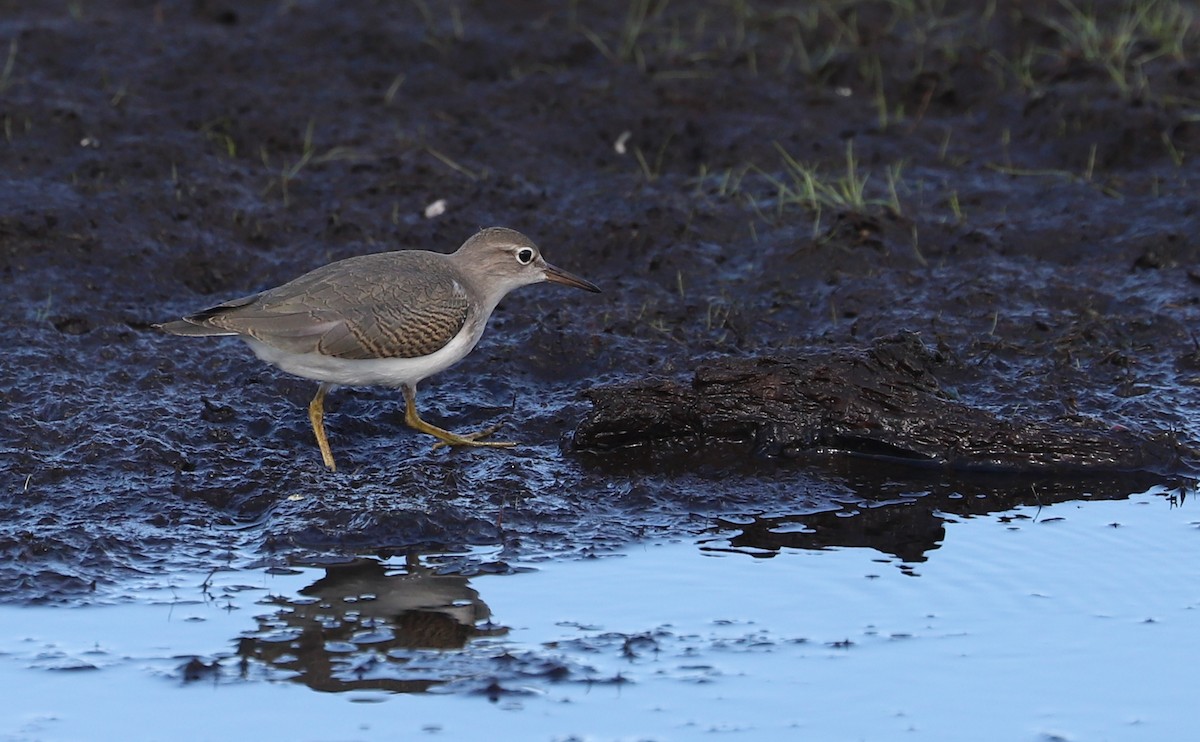Spotted Sandpiper - ML641313127