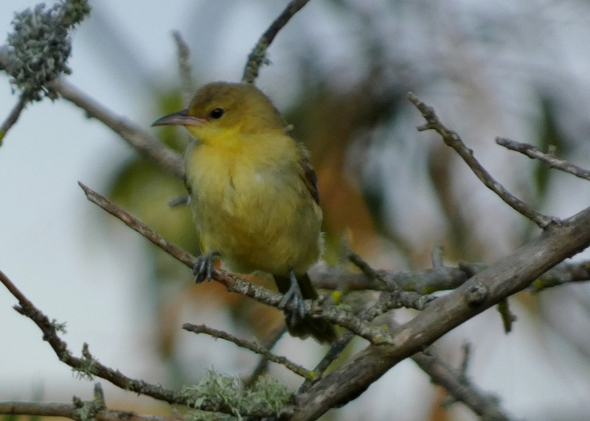 Hooded Oriole - ML641313128