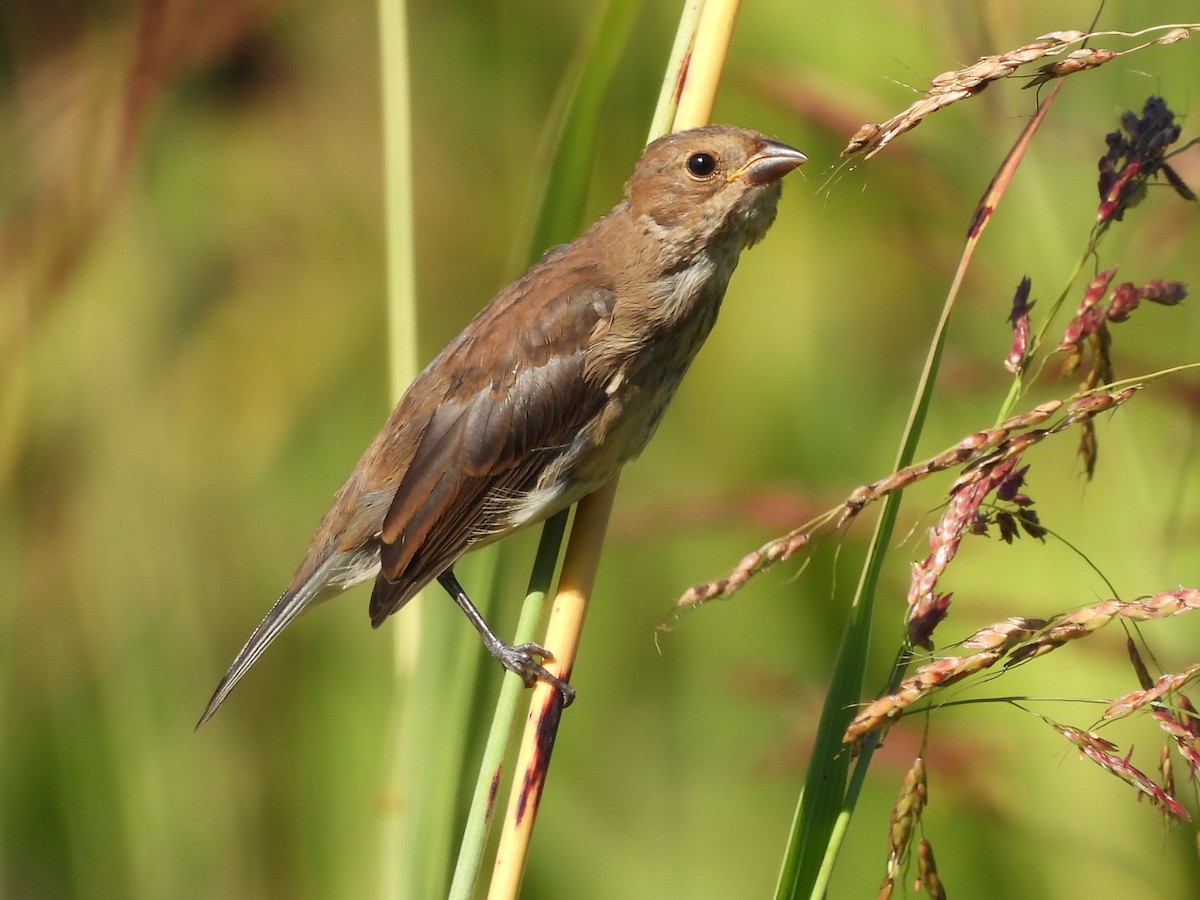 Indigo Bunting - ML641313129