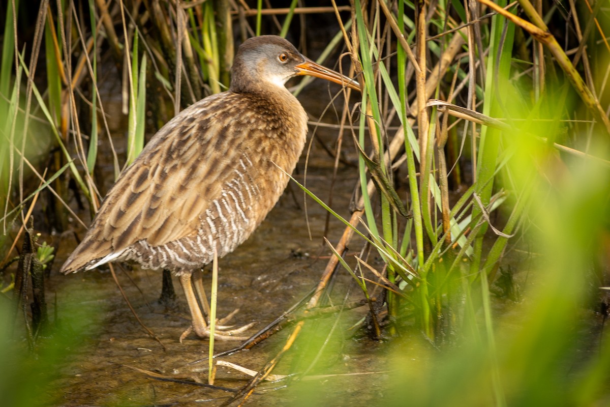 Clapper Rail - ML641313130