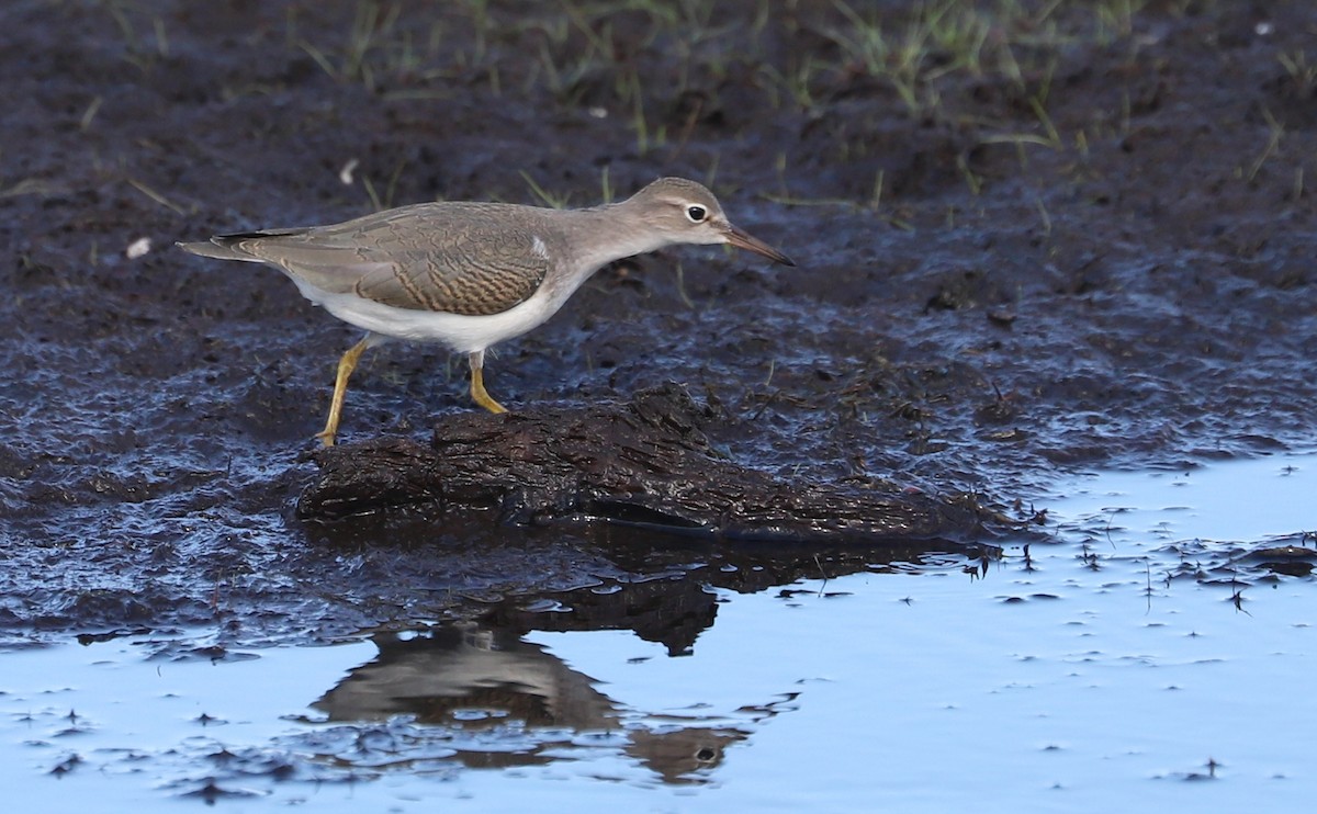 Spotted Sandpiper - ML641313131