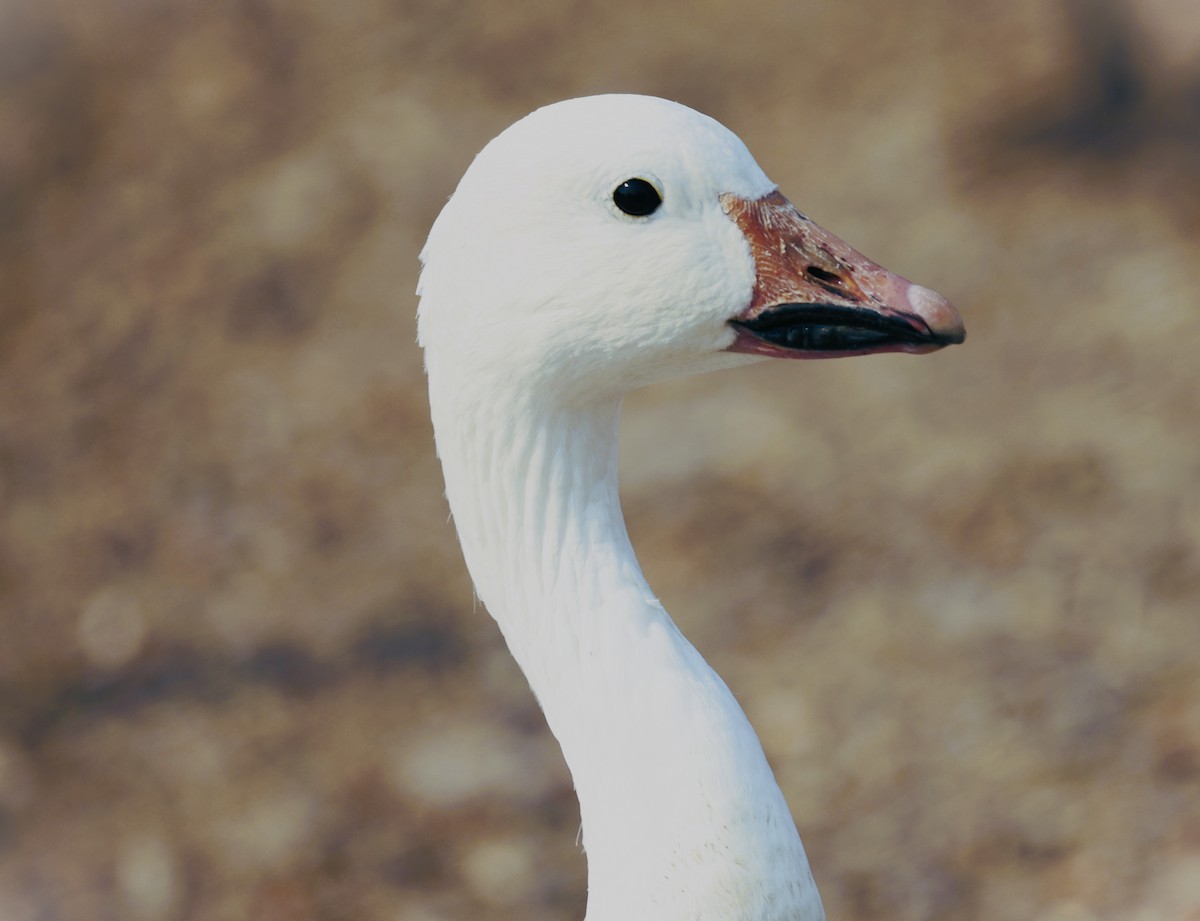 Snow Goose - ML641313132