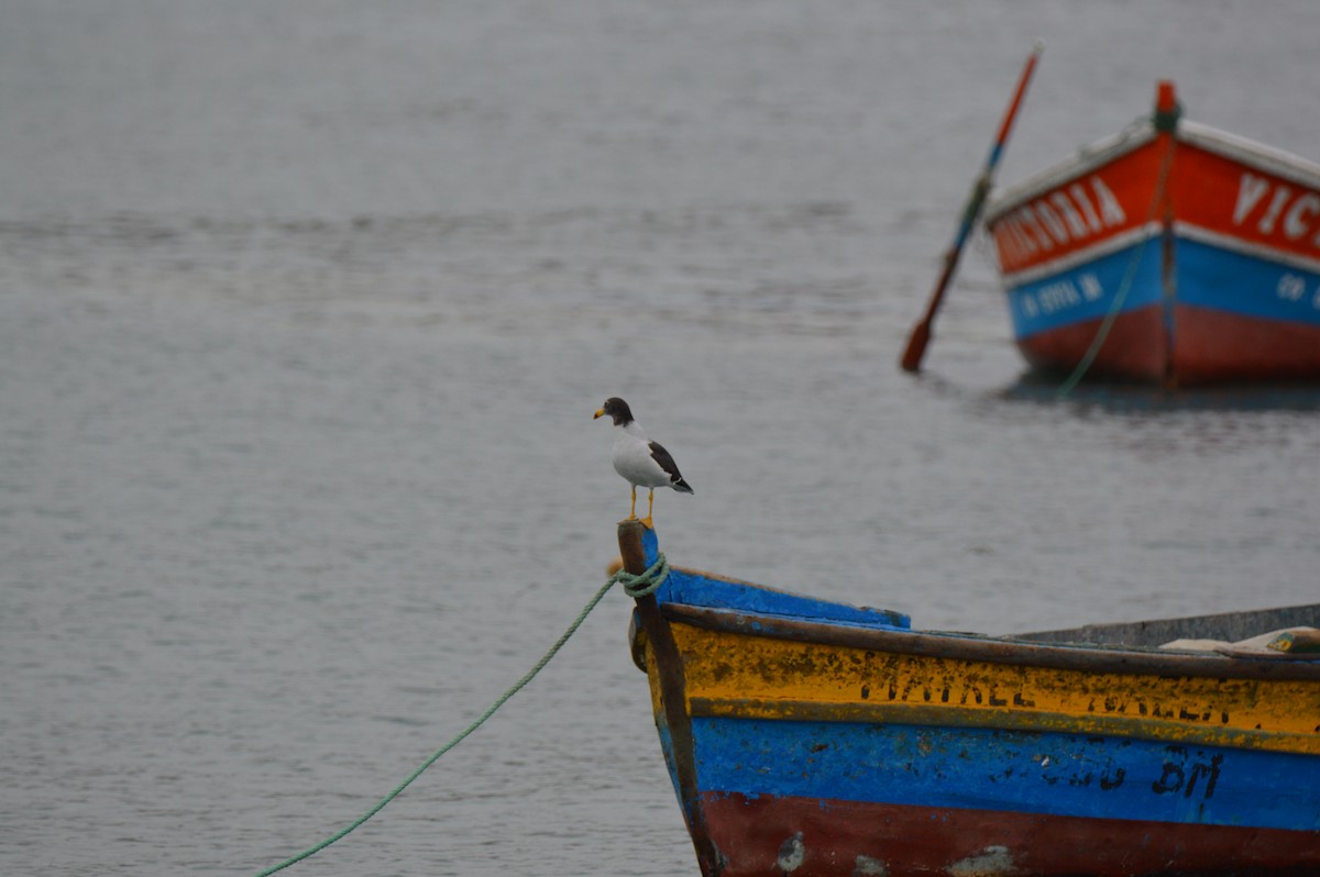 Belcher's Gull - ML641313133