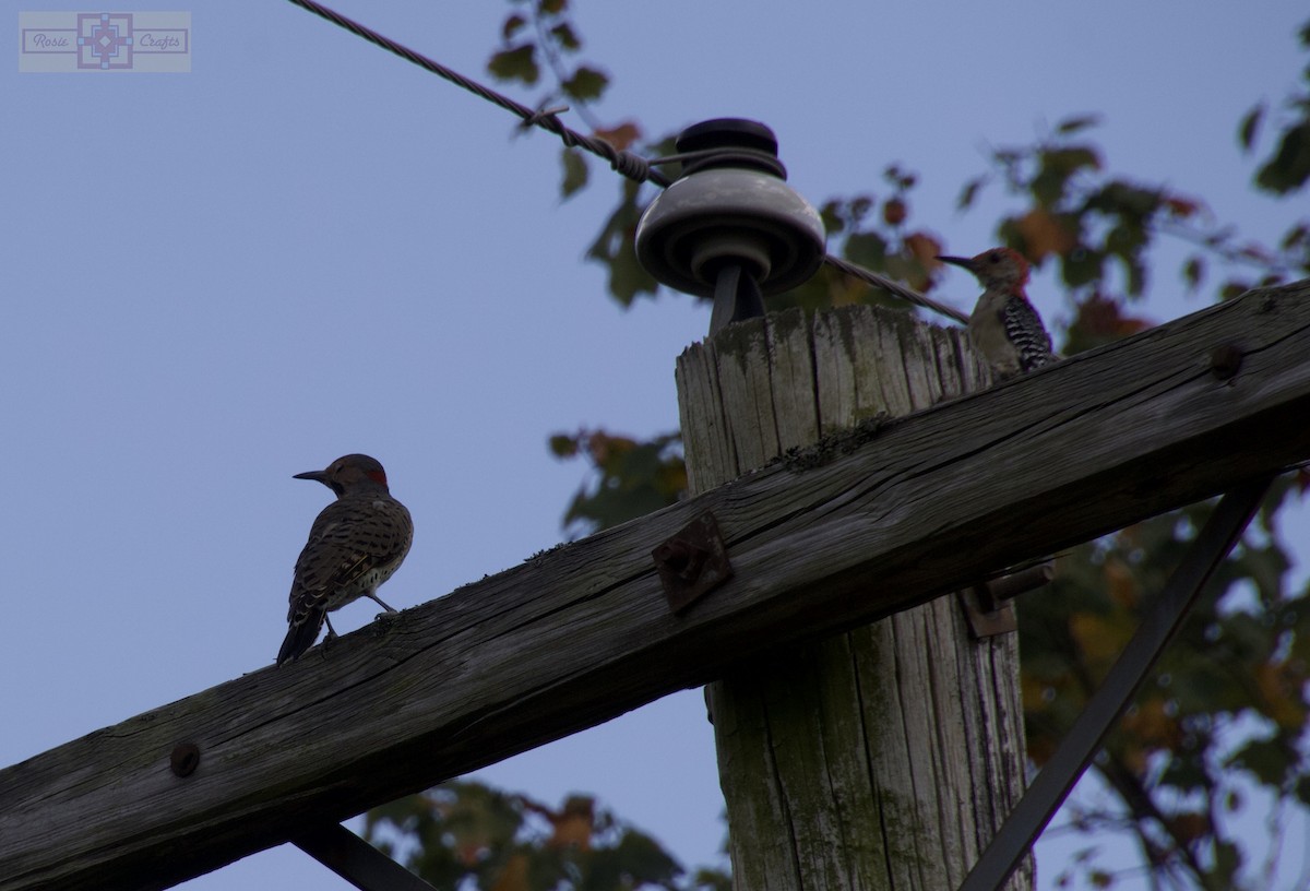 Northern Flicker - ML641313135
