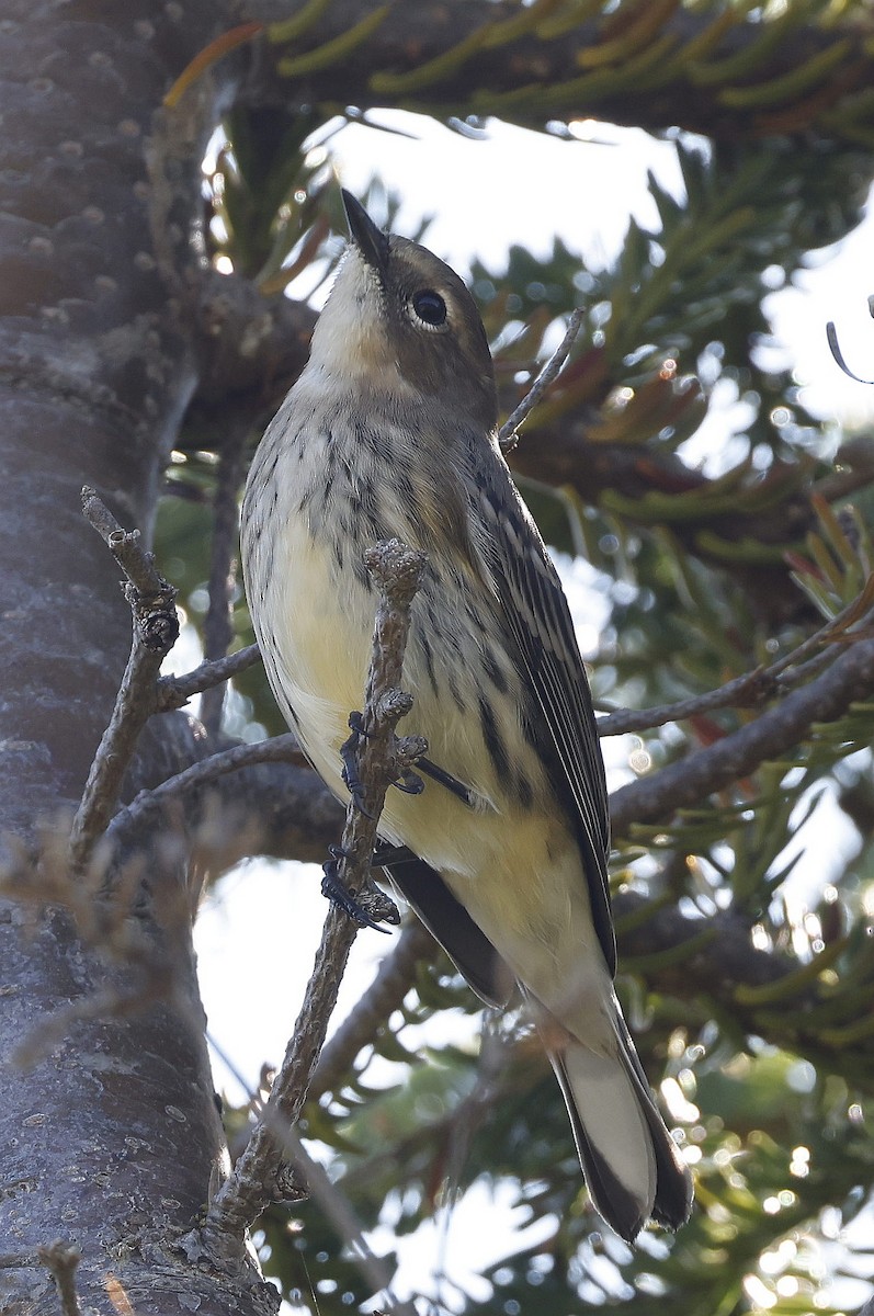 Yellow-rumped Warbler (Myrtle) - ML641313141