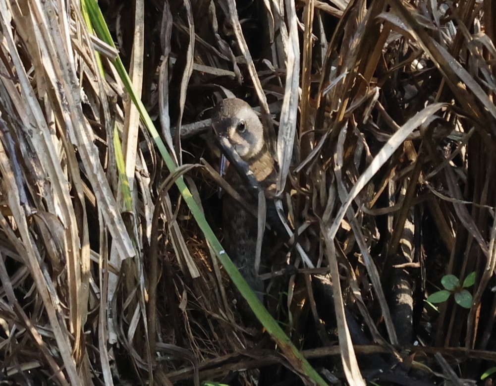 Virginia Rail - ML641313142
