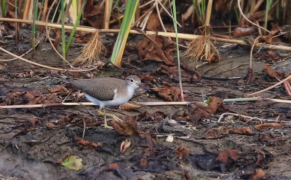 Spotted Sandpiper - ML641313144