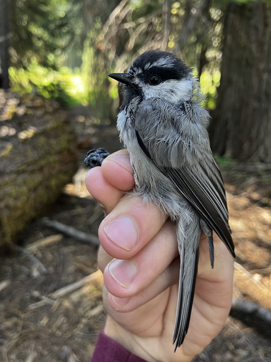 Mountain Chickadee - ML641313146