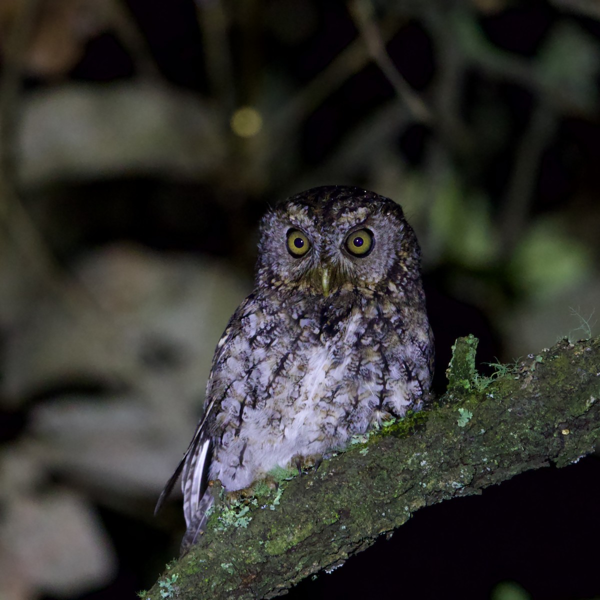 Whiskered Screech-Owl - ML641313148