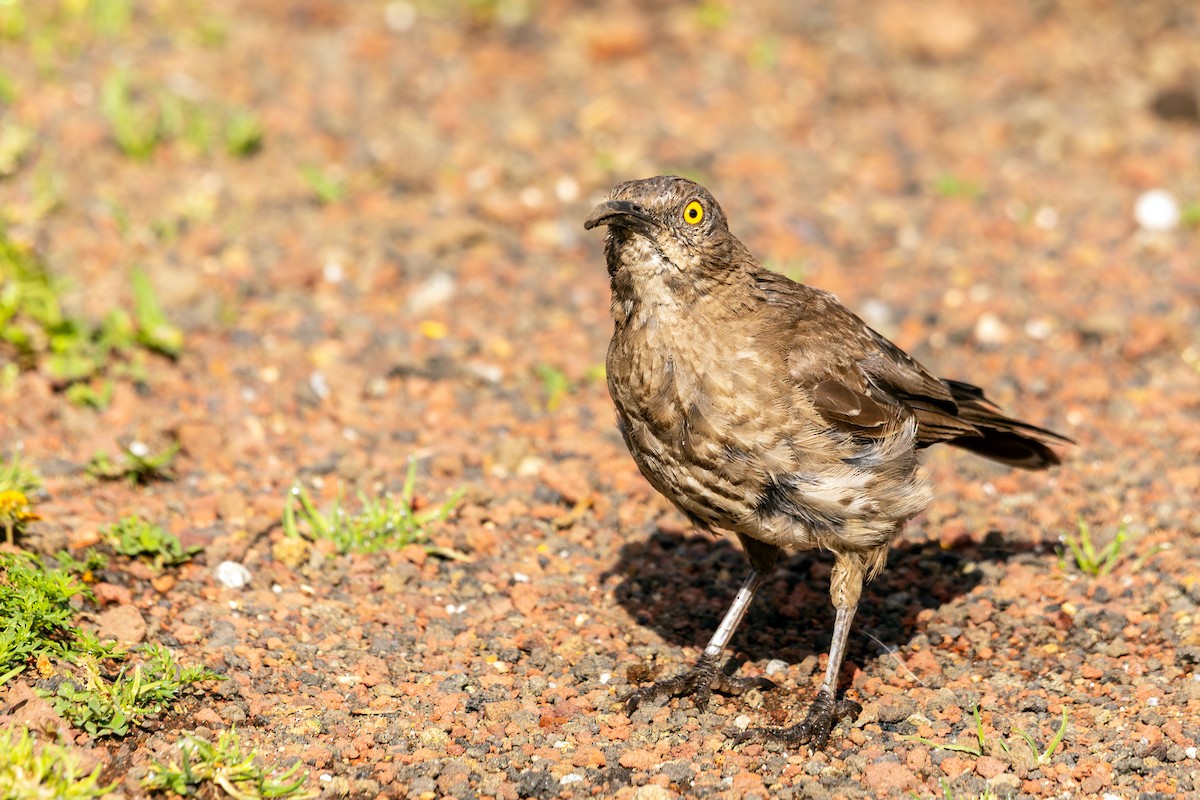 Curve-billed Thrasher (curvirostre Group) - ML641313149
