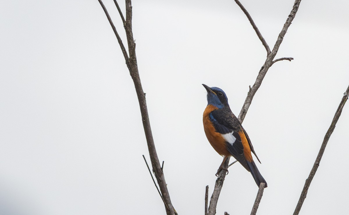 Blue-capped Rock-Thrush - ML641313150