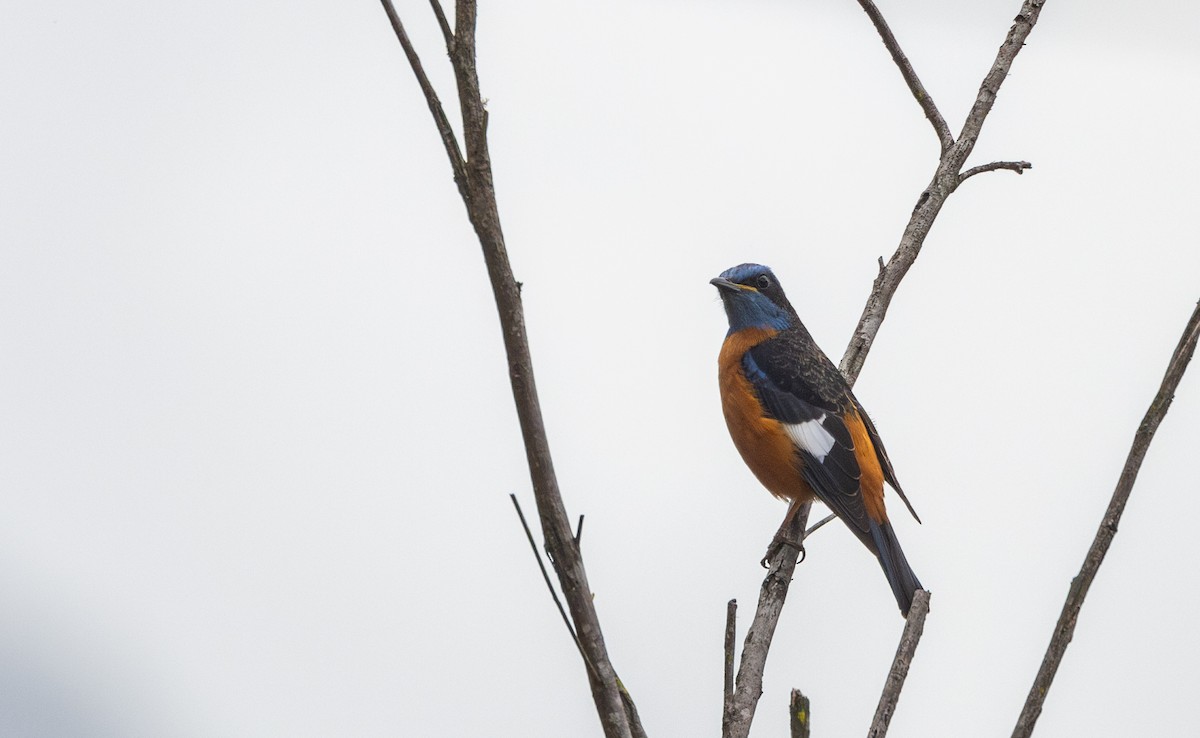 Blue-capped Rock-Thrush - ML641313151