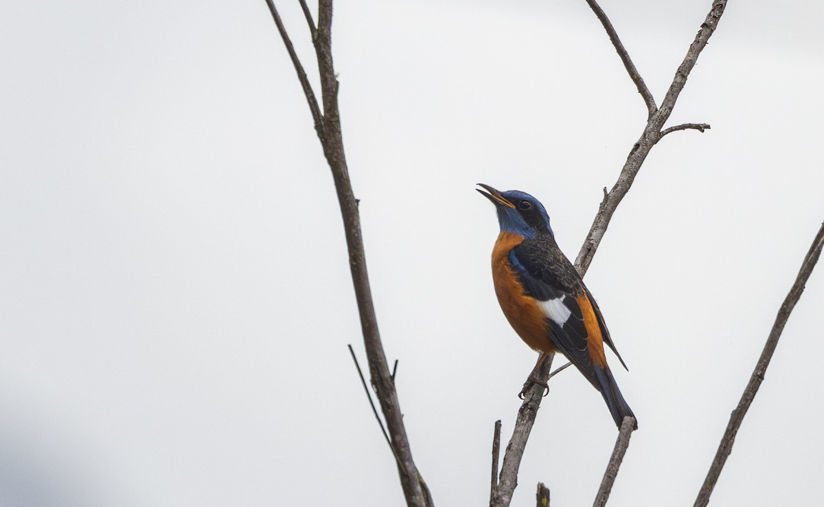 Blue-capped Rock-Thrush - ML641313152