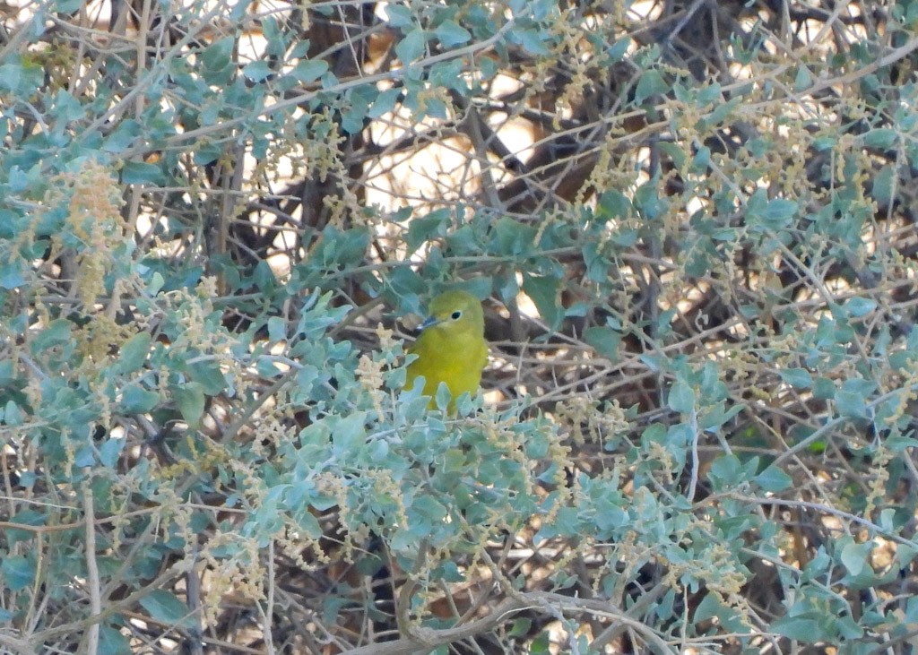 Yellow Warbler - ML641313161