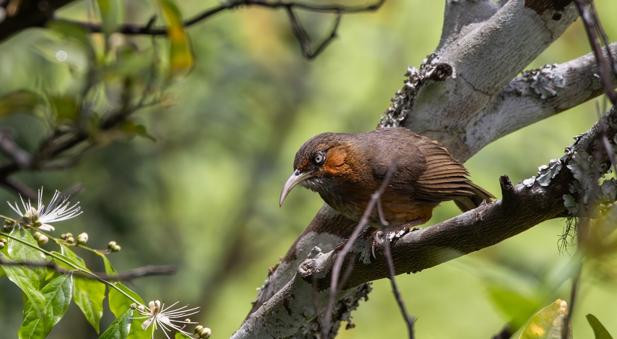 Rusty-cheeked Scimitar-Babbler - ML641313178