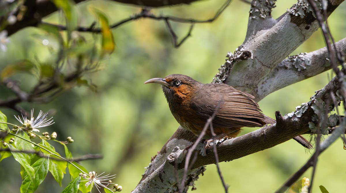 Rusty-cheeked Scimitar-Babbler - ML641313180