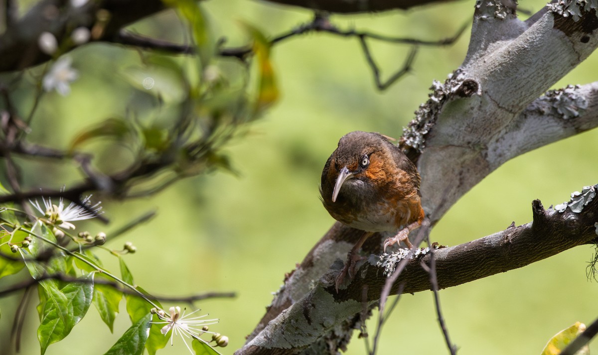 Rusty-cheeked Scimitar-Babbler - ML641313181