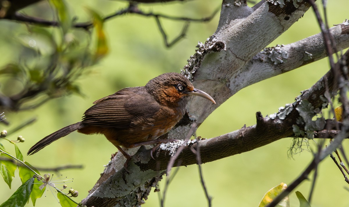 Rusty-cheeked Scimitar-Babbler - ML641313182