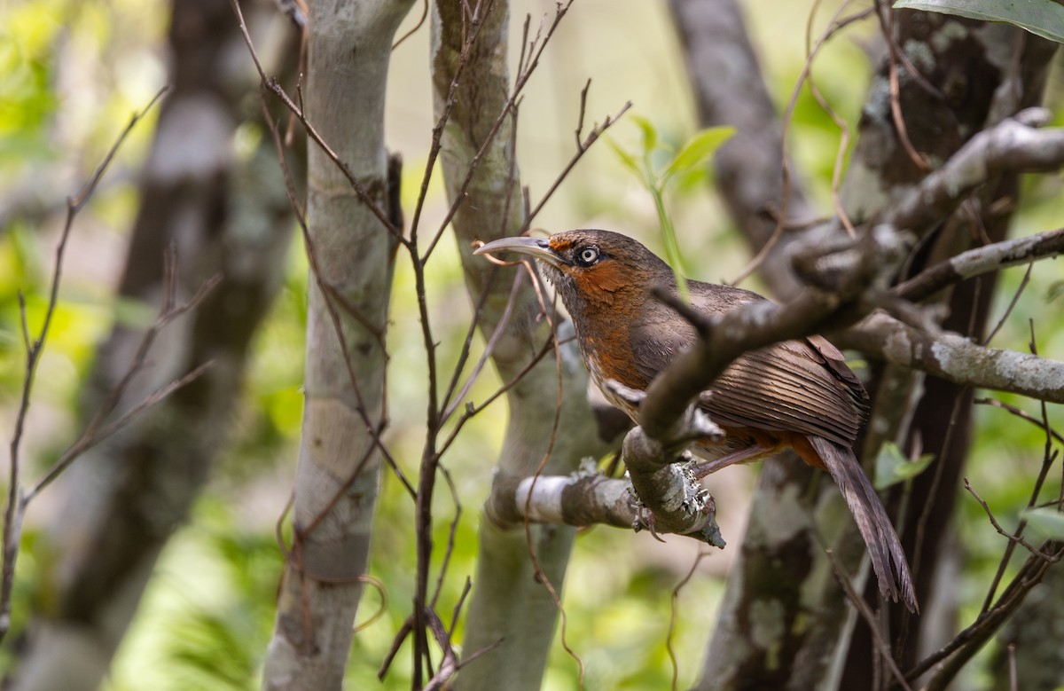 Rusty-cheeked Scimitar-Babbler - ML641313187