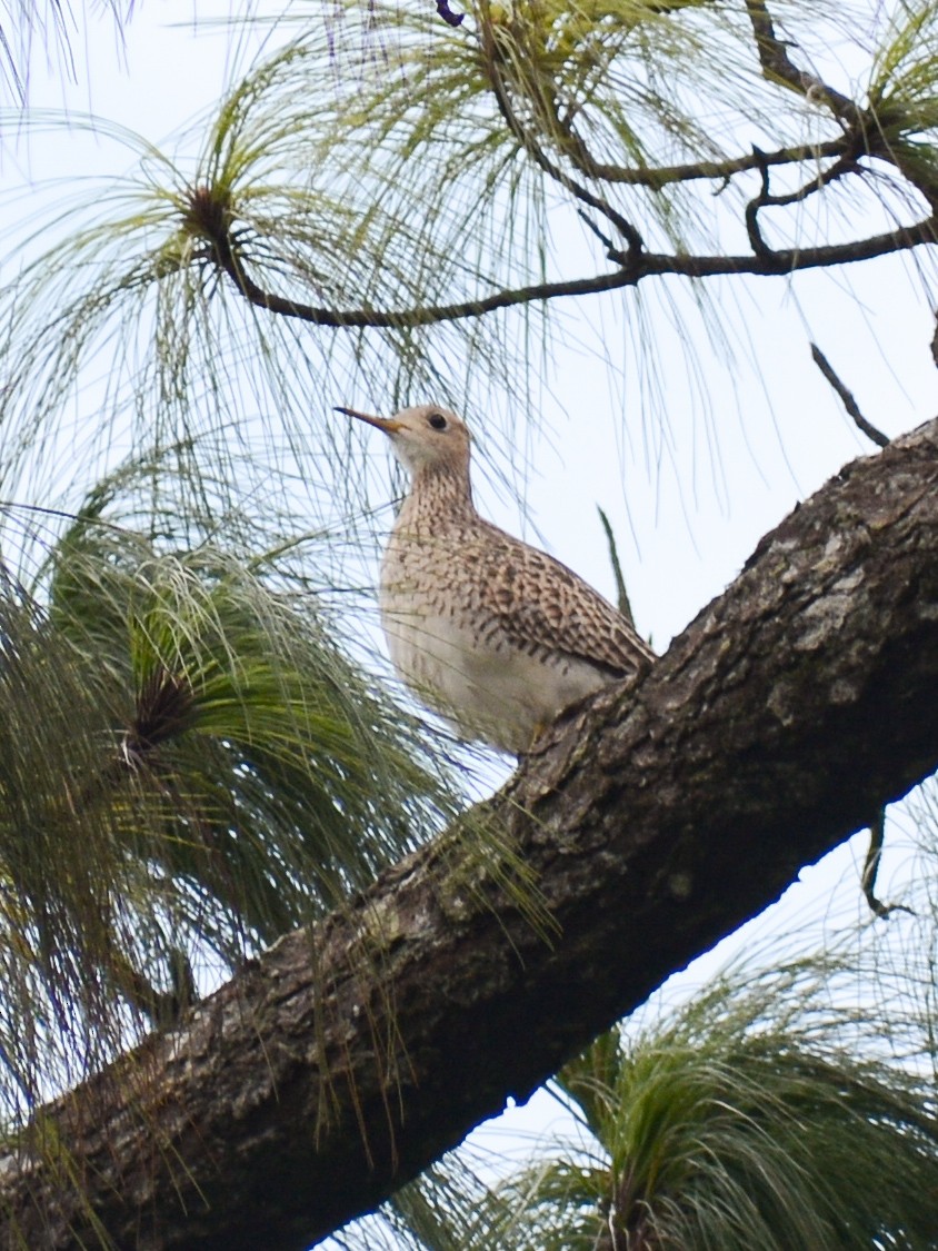 Upland Sandpiper - ML641313196