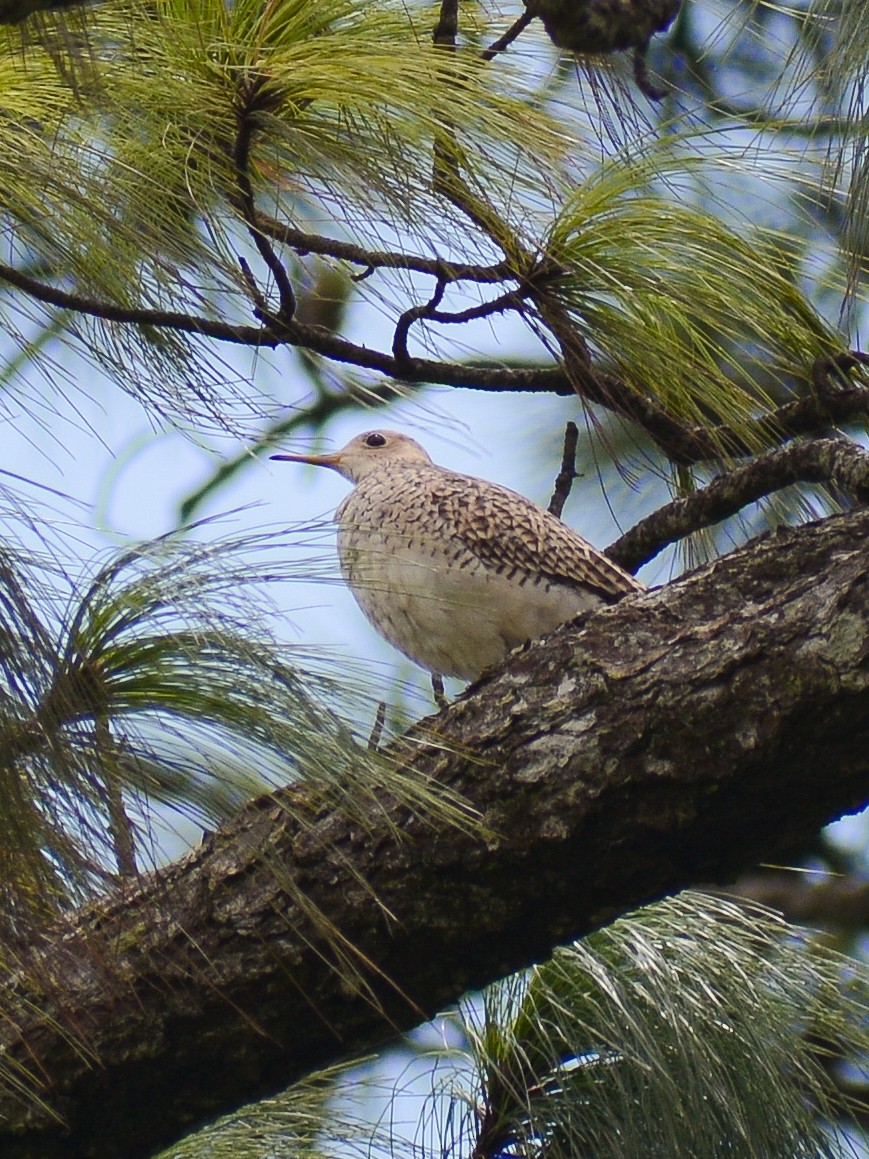 Upland Sandpiper - ML641313197
