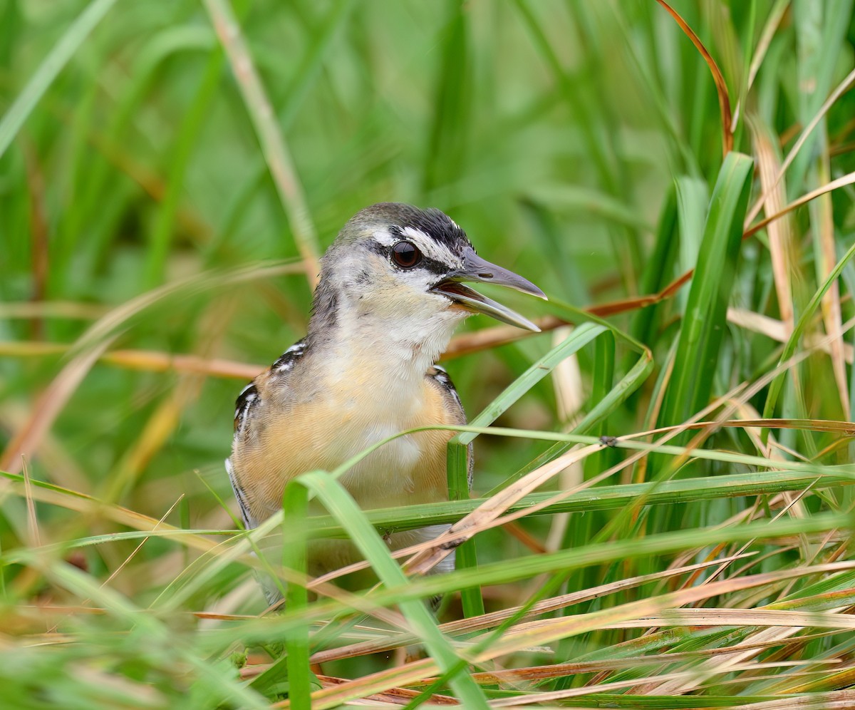 Yellow-breasted Crake - ML641313198