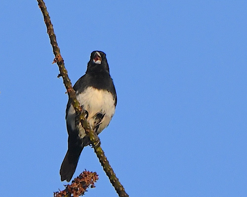 Cone-billed Tanager - ML641313207