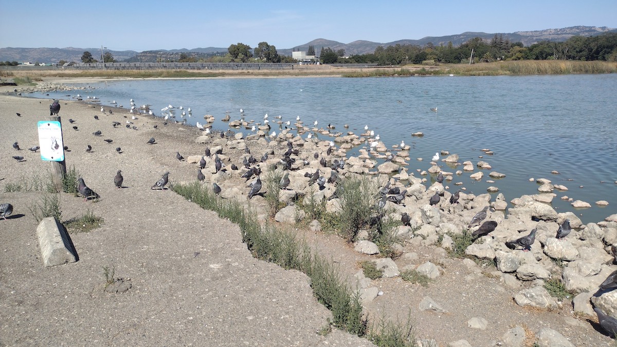 Хөхвөр тагтаа (суурин газрын) - ML641313237