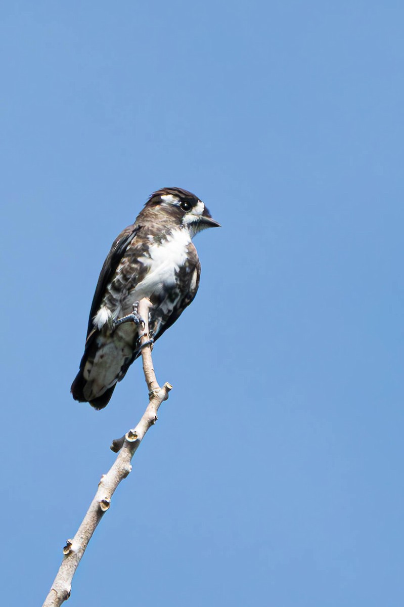 White-browed Purpletuft - ML641313272