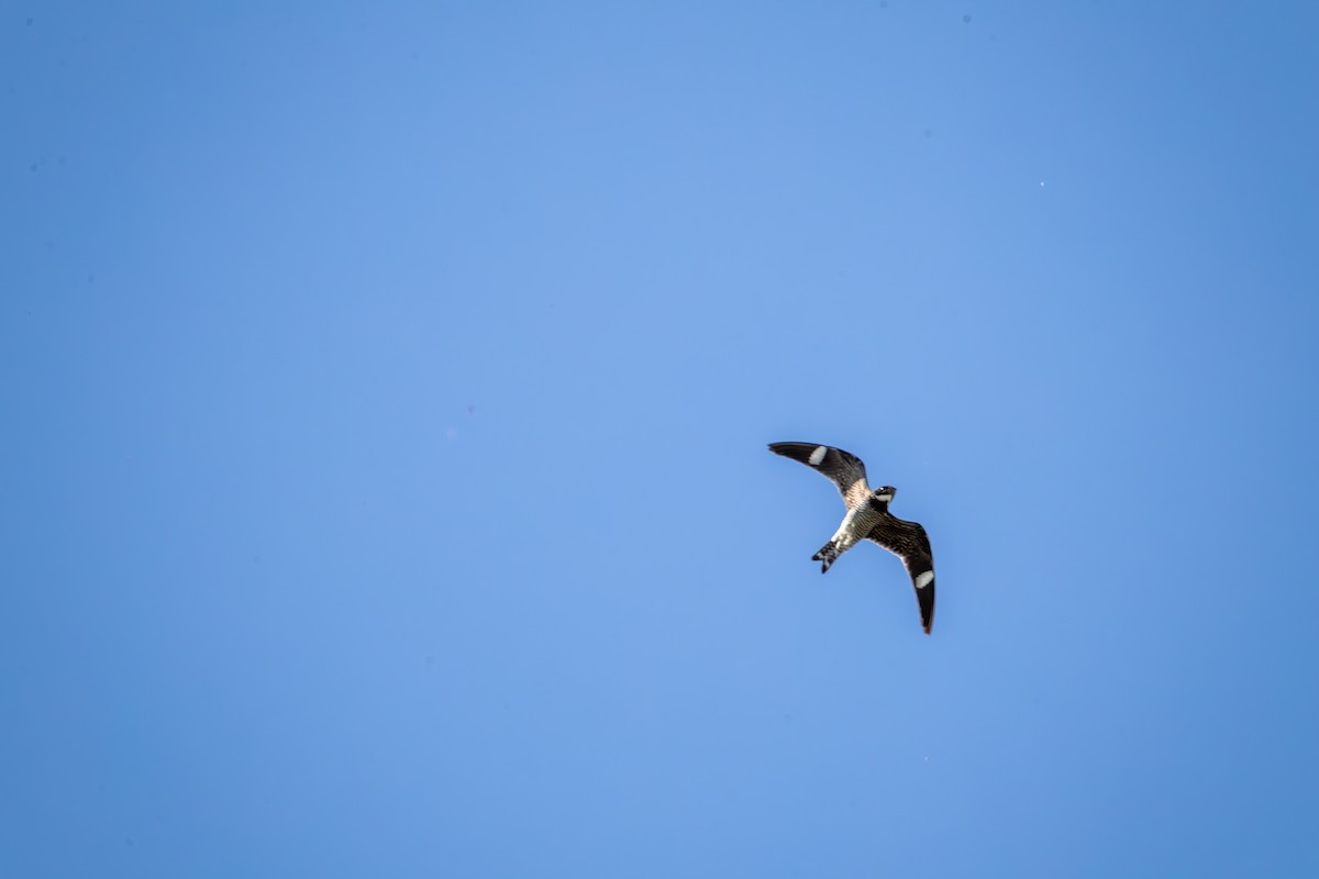 Common Nighthawk - ML641313274