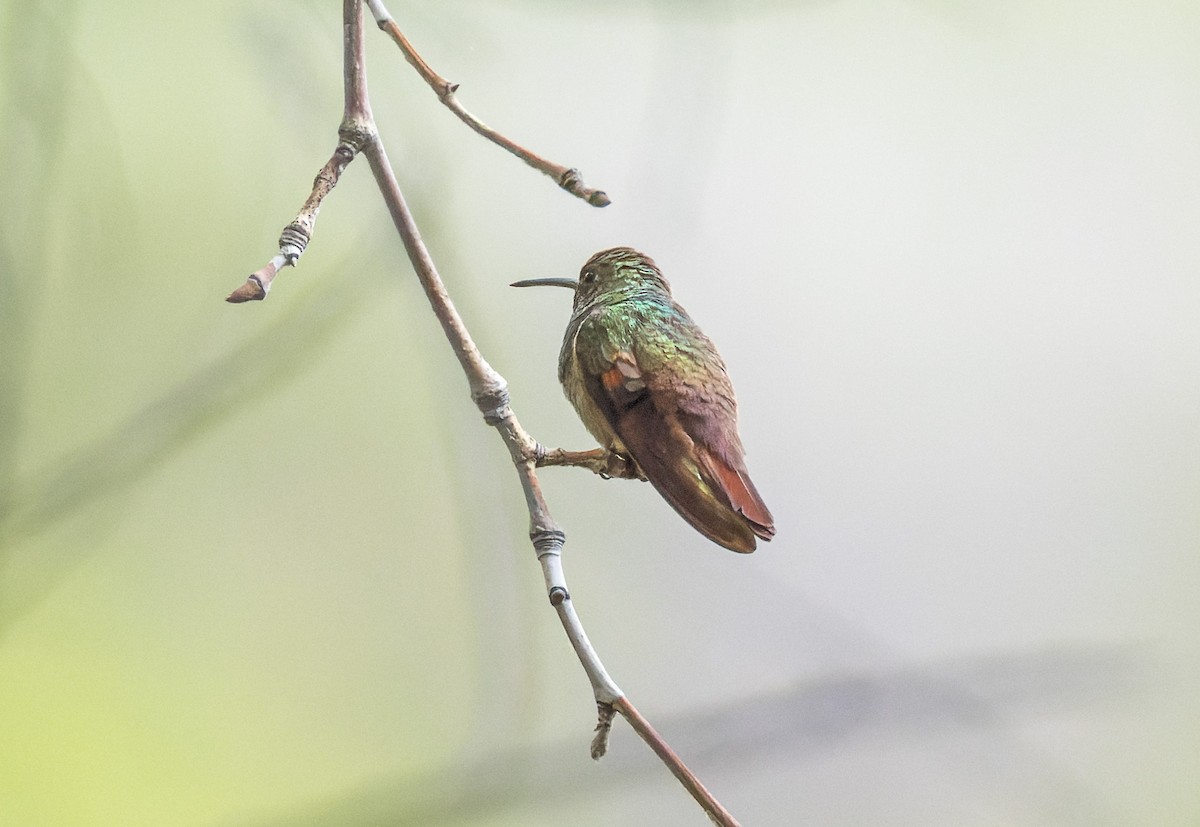 Berylline Hummingbird - ML641313313