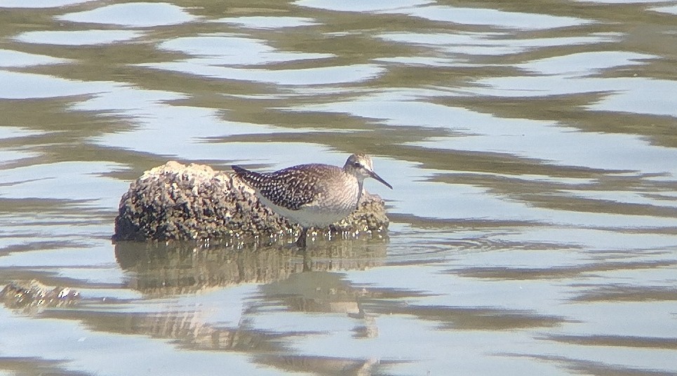 Lesser Yellowlegs - ML641313321
