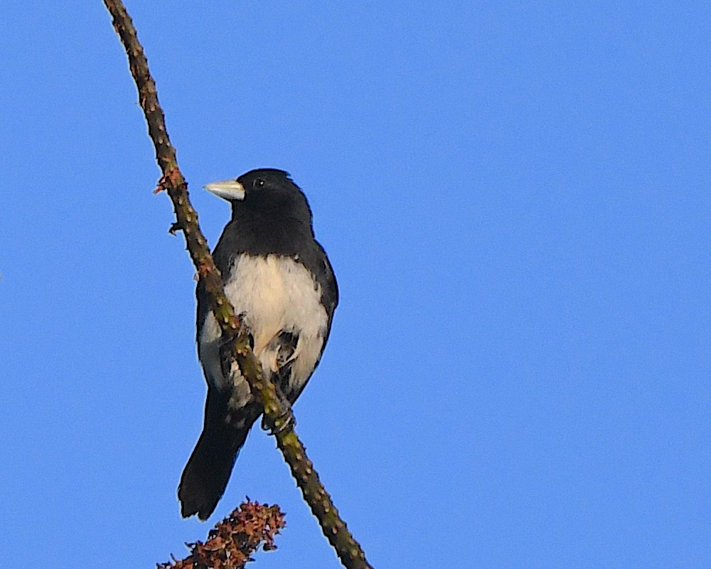 Cone-billed Tanager - ML641313331